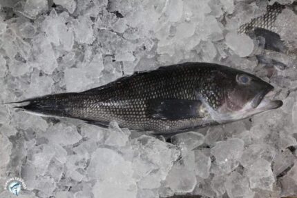 Fresh Whole Black Sea Bass