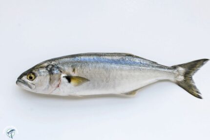 Fresh Whole Bluefish