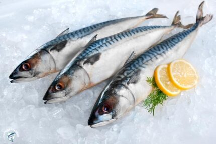 Fresh Whole Boston Mackerel (~ 14 Oz.)