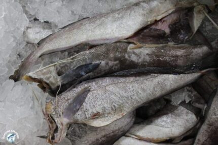 Fresh Whole Hake – Headed and Gutted (~ 2 Lbs.)