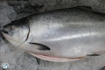 Fresh Whole King Salmon – Farm-Raised (~10 Lbs.)