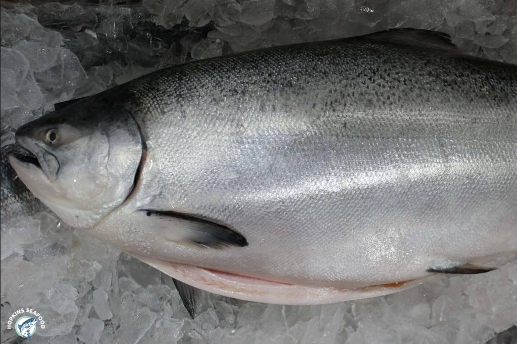Whole King Salmon