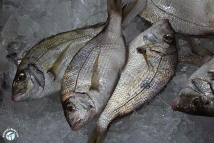 Whole Porgy (Frozen) – 45 Lbs. Case