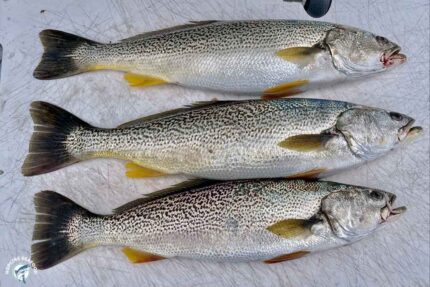 Fresh Whole Sea Trout