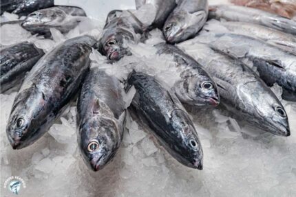 Fresh Whole Spanish Mackerel (~ 1 Lbs.)