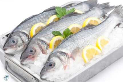 Fresh Whole White Perch (Jumbo / ~ 1.5 Lbs.)