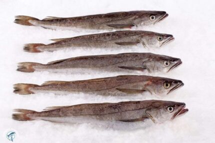 Fresh Whole Whiting