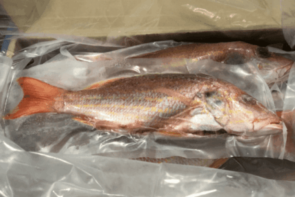 Frozen Whole Snapper – 10 Lbs. Case