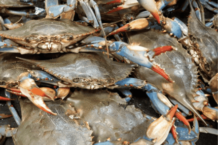 Fresh Whole Soft-shell Crab – (Jumbo) – Three Dozen