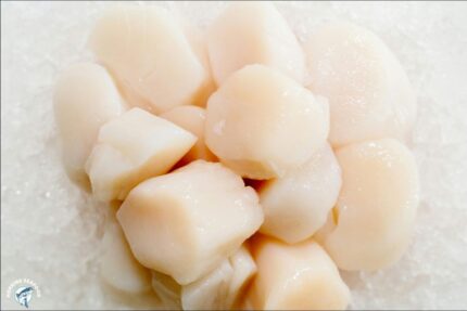 Fresh Dry Sea Scallops (20/30) – 45 Lbs. Bag