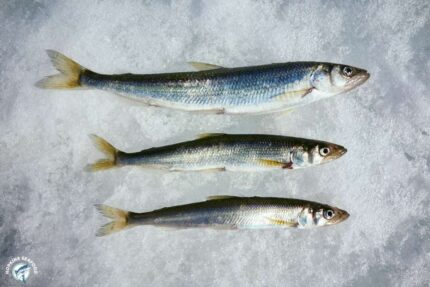 Frozen Dressed Canadian Smelts – 1 Lbs. Bag