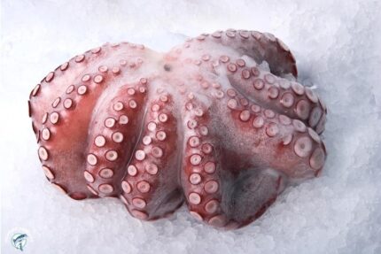 Frozen Whole Spanish Pulpo (2/4) – Each