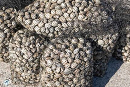 Fresh Whole Middleneck Clams – 100 Ct. Bag