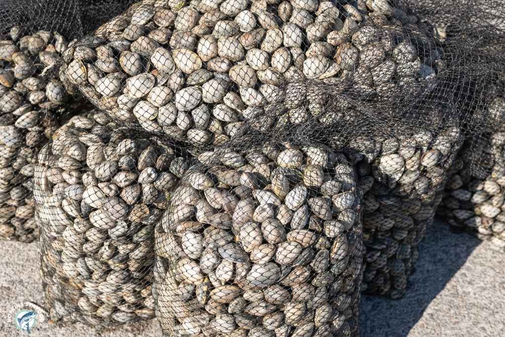 Middleneck Clams in Bag