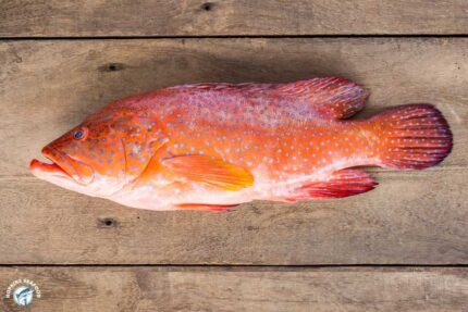 Frozen Whole Strawberry Grouper – 10 Lbs. Case