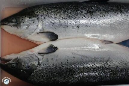 Fresh Norwegian Whole Atlantic Salmon (15-17 Lbs.) – 45 Lbs. Case