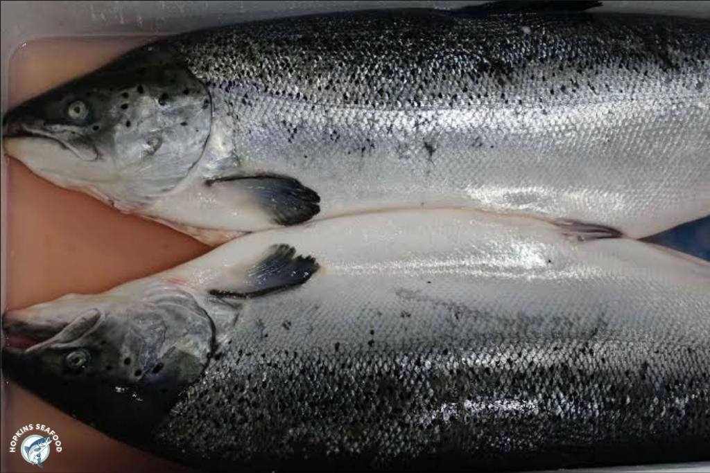 Whole Norwegian Atlantic Salmon