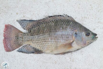 Frozen Whole Tilapia – 40 Lbs. Case