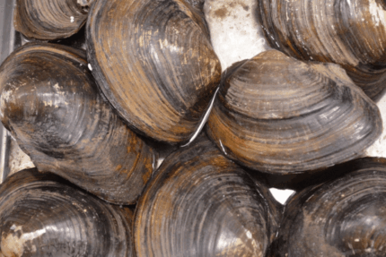 Frozen, Vacuum Packed Whole Clams – 10 Lbs. Case