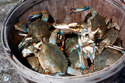 SUMMER SPECIAL – Frozen Whole Blue Crabs – Cleaned and Shell Removed – 1.5 Lbs. Box