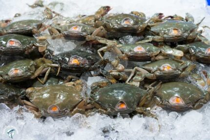 Frozen Whole Blue Crab – Shell Removed – 1.5 Lbs. Bag