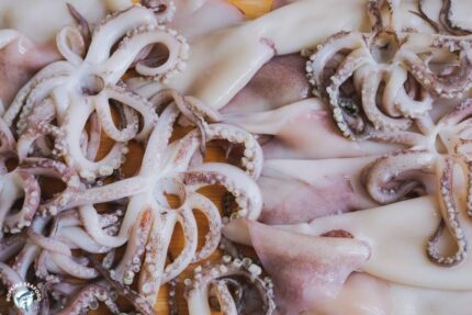 Frozen Squid / Calamari (5-8 inch) – Tubes and Tentacles (Town Dock Brand) – 2.5 Lbs. Tray