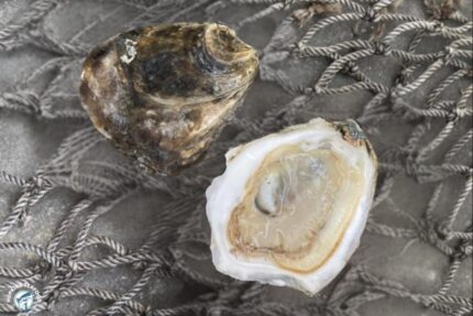 Fresh, Bare Naked Oysters – 100 Ct. Bag