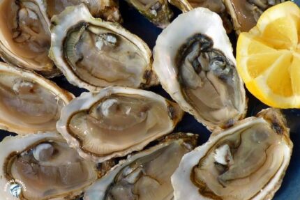 Fresh Beaver Tail Oysters – 100 Ct. Bag