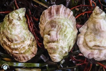 Fresh Patriot Oysters – 100 Ct. Bag