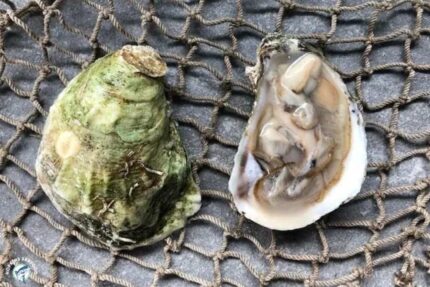 Fresh Rhode Island Wild Oysters – 100 Ct. Bag