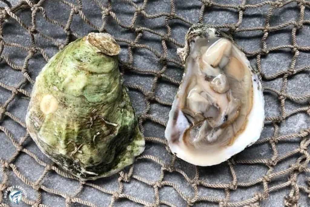 Rhode Island Wild Oyster